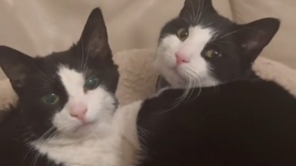 Illustration : Apr&egrave;s la perte de sa fille, une chatte &agrave; la long&eacute;vit&eacute; exceptionnelle &eacute;l&egrave;ve son petit-fils avec tout l'amour d'une mamie et vit une seconde jeunesse &agrave; ses c&ocirc;t&eacute;s (vid&eacute;o)