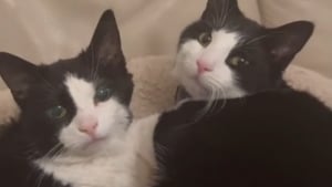 Illustration : Après la perte de sa fille, une chatte à la longévité exceptionnelle élève son petit-fils avec tout l'amour d'une mamie et vit une seconde jeunesse à ses côtés (vidéo)