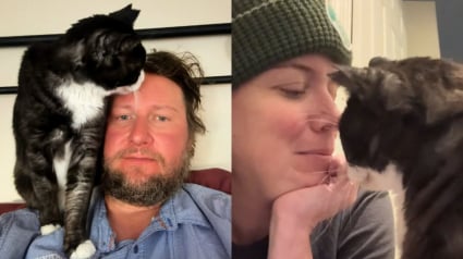 Illustration : Elle teste son pr&eacute;tendant sur une application de rencontre avec la photo d'un chat trouv&eacute; dans une benne, sa r&eacute;ponse imm&eacute;diate la bouleverse