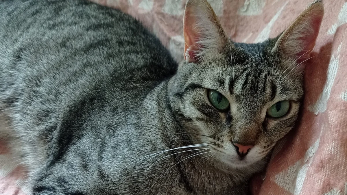 Illustration : "Invisible aux yeux des adoptants, la douce Yoko attend depuis trop longtemps une famille capable de voir son grand cœur (vidéo)"