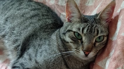 Illustration : Invisible aux yeux des adoptants, la douce Yoko attend depuis trop longtemps une famille capable de voir son grand c&oelig;ur (vid&eacute;o)