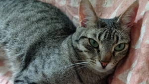 Illustration : Invisible aux yeux des adoptants, la douce Yoko attend depuis trop longtemps une famille capable de voir son grand cœur (vidéo)