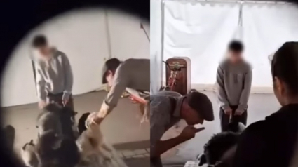 Illustration : Des images choquantes publi&eacute;es par PETA r&eacute;v&egrave;lent la d&eacute;tresse des chiens entra&icirc;n&eacute;s pour un spectacle &agrave; Europa-Park, qui annonce sa d&eacute;cision