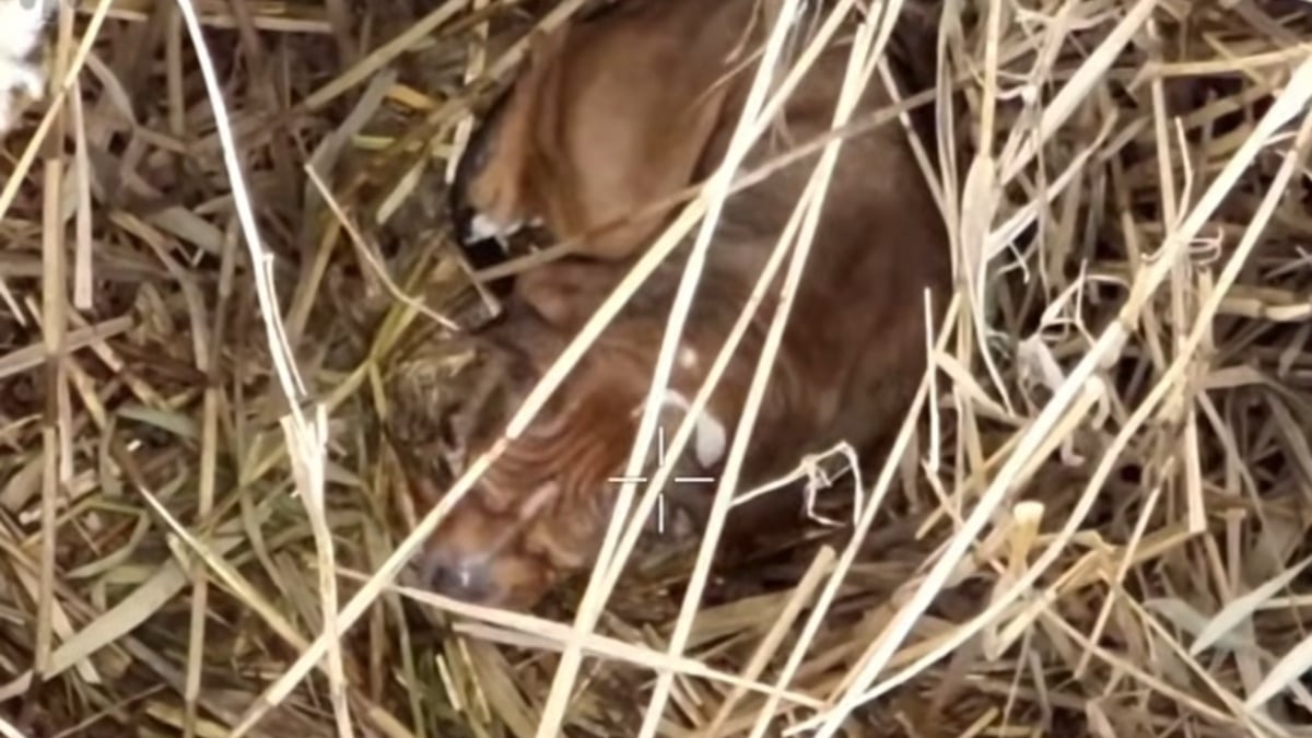 Illustration : "Un drone immortalise le moment poignant où une chienne introuvable depuis 9 jours lève la tête en entendant son nom (vidéo)"