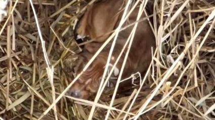 Illustration : Un drone immortalise le moment poignant o&ugrave; une chienne introuvable depuis 9 jours l&egrave;ve la t&ecirc;te en entendant son nom (vid&eacute;o)