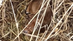 Illustration : "Un drone immortalise le moment poignant où une chienne introuvable depuis 9 jours lève la tête en entendant son nom (vidéo)"