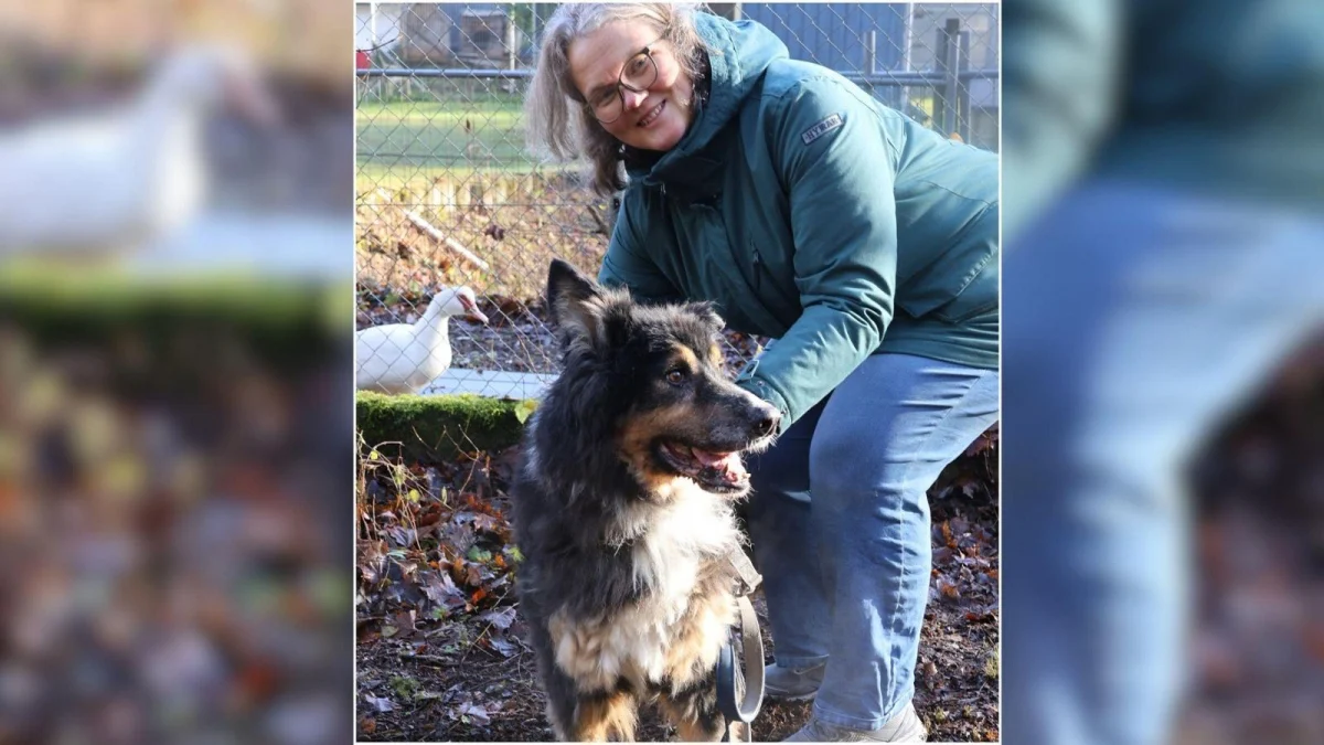 Illustration : "« Il pouvait à peine tenir debout », laissé enchaîné dans le froid glacial, ce chien âgé voit enfin son calvaire s’achever"