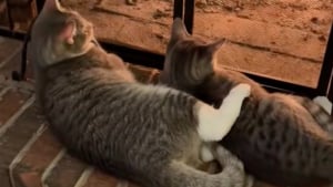 Illustration : Persuadé que son frère a failli être kidnappé, ce chat refuse de le quitter quand il revient d’une visite vétérinaire (vidéo)