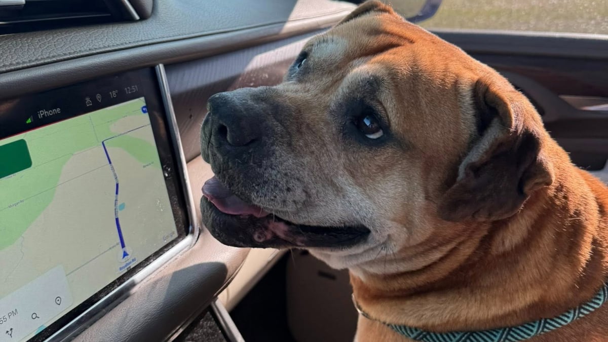 Illustration : "Après 2 ans à survivre dans une décharge, ce chien laisse éclater sa joie en découvrant sa nouvelle vie (vidéo)"