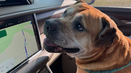 Illustration : Apr&egrave;s 2 ans &agrave; survivre dans une d&eacute;charge, ce chien laisse &eacute;clater sa joie en d&eacute;couvrant sa nouvelle vie (vid&eacute;o)