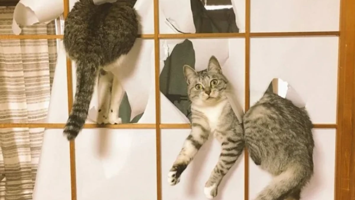 Illustration : "15 photos amusantes de chats et de chiens pris en flagrant délit de bêtise"