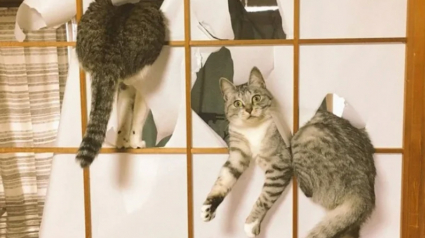 Illustration : 15 photos amusantes de chats et de chiens pris en flagrant d&eacute;lit de b&ecirc;tise