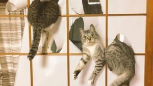 Illustration : 15 photos amusantes de chats et de chiens pris en flagrant d&eacute;lit de b&ecirc;tise