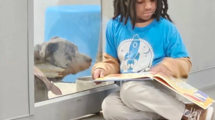 Illustration : B&eacute;n&eacute;vole &agrave; 9 ans, ce petit gar&ccedil;on a l'habitude de lire des livres aux chiens d'un refuge pour les apaiser