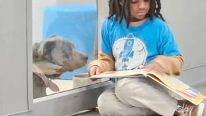 Illustration : Bénévole à 9 ans, ce petit garçon a l'habitude de lire des livres aux chiens d'un refuge pour les apaiser
