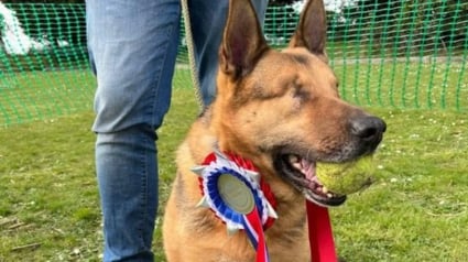 Illustration : Ignor&eacute; plusieurs mois par les adoptants potentiels, ce chien aveugle re&ccedil;oit 35 demandes d'adoption gr&acirc;ce &agrave; un article