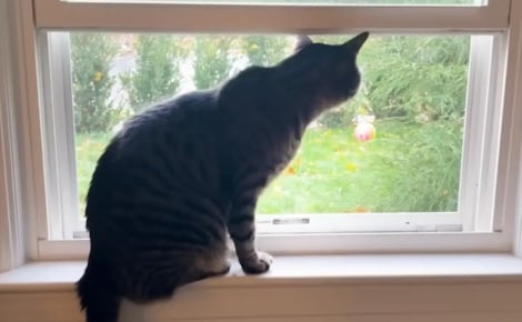 Un chat miaule sans relâche à la fenêtre, déclenchant un sauvetage qui changera sa vie et celle de 2 petits congénères