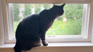 Illustration : Un chat miaule sans relâche à la fenêtre, déclenchant un sauvetage qui changera sa vie et celle de 2 petits congénères