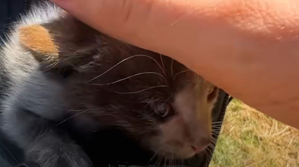 Illustration : En d&eacute;couvrant un chaton tomb&eacute; d'une voiture et couvert de cambouis, ce couple comprend vite qu&rsquo;il ne pourra plus s'en s&eacute;parer (vid&eacute;o)