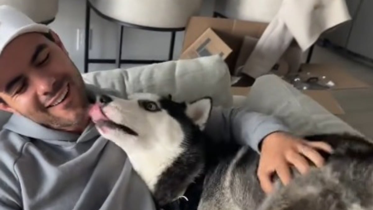 Illustration : "Rendu au refuge car « ingérable », ce Husky promis à l'euthanasie révèle sa vraie nature une fois sur un canapé (vidéo)"