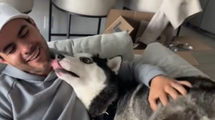 Illustration : Rendu au refuge car &laquo; ing&eacute;rable &raquo;, ce Husky promis &agrave; l'euthanasie r&eacute;v&egrave;le sa vraie nature une fois sur un canap&eacute; (vid&eacute;o)