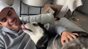 Illustration : Rendu au refuge car « ingérable », ce Husky promis à l'euthanasie révèle sa vraie nature une fois sur un canapé (vidéo)