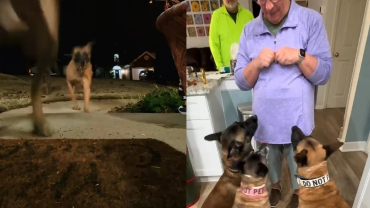 Illustration : "Quand la voiture s’arrête devant chez elle, cette mamie est surprise par l’accueil explosif de ses Malinois préférés (vidéo)"