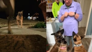 Illustration : Quand la voiture s’arrête devant chez elle, cette mamie est surprise par l’accueil explosif de ses Malinois préférés (vidéo)