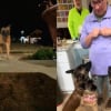 Illustration : Quand la voiture s&rsquo;arr&ecirc;te devant chez elle, cette mamie est surprise par l&rsquo;accueil explosif de ses Malinois pr&eacute;f&eacute;r&eacute;s (vid&eacute;o)