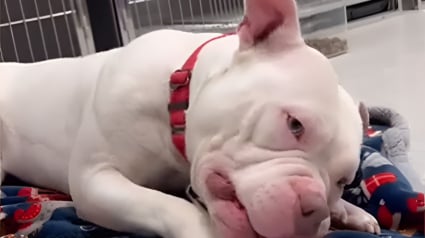 Illustration : D&eacute;couvert encha&icirc;n&eacute; &agrave; un arbre par une nuit glaciale, ce chien entame une lente et touchante transformation