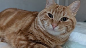 Illustration : "Découvert au pied d’un immeuble, ce chat cache une terrible trahison de la part de son propriétaire rattrapé par la justice"