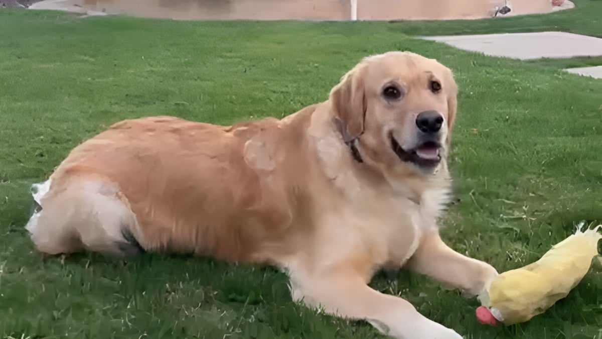 Illustration : "Déjà endeuillée par la perte de son mari, elle sauve de justesse son Golden Retriever visé par un empoisonnement"