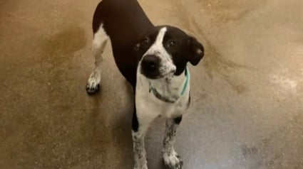 Illustration : &laquo; Ce fut le coup de foudre &raquo;, elle visitait un refuge sans intention, mais le regard d&rsquo;un chien a tout chang&eacute; (vid&eacute;o)