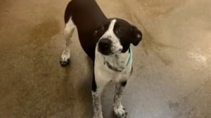 Illustration : « Ce fut le coup de foudre », elle visitait un refuge sans intention, mais le regard d’un chien a tout changé (vidéo)