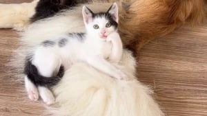 Illustration : Minuscule face à ce géant, un chaton choisit un Saint-Bernard comme oreiller vivant (vidéo)