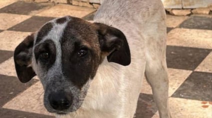 Illustration : Frapp&eacute; &agrave; la t&ecirc;te parce qu'il essayait de survivre, ce chiot r&ecirc;ve de caresses et d'une famille aimante