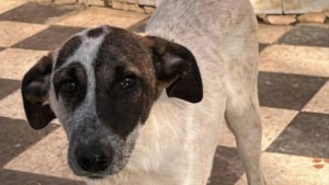 Illustration : Frappé à la tête parce qu'il essayait de survivre, ce chiot rêve de caresses et d'une famille aimante