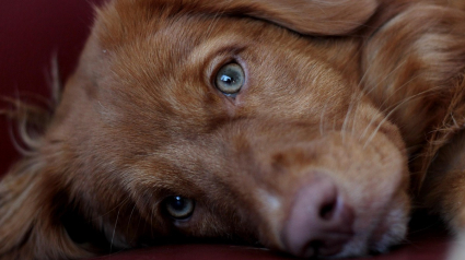Illustration : Trouv&eacute; bless&eacute; dans une benne, un chiot malvoyant et sourd d&eacute;couvre des mains douces et un foyer chaleureux