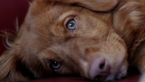Illustration : Trouvé blessé dans une benne, un chiot malvoyant et sourd découvre des mains douces et un foyer chaleureux