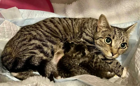 Inquiète pour le sort de ses chatons nouveau-nés, une chatte errante les installe dans un placard et fait tout son possible pour les protéger