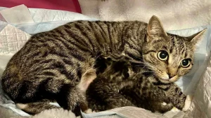 Illustration : "Inquiète pour le sort de ses chatons nouveau-nés, une chatte errante les installe dans un placard et fait tout son possible pour les protéger"