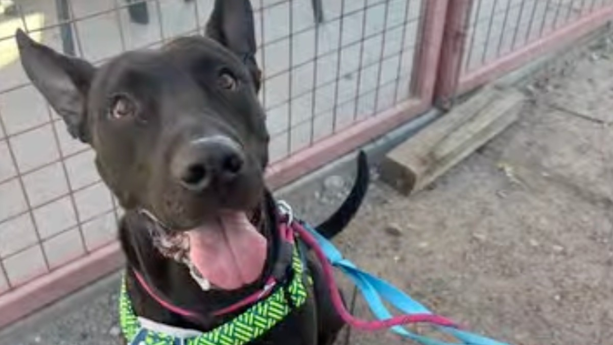 Illustration : "Alors qu'il était sur le point d'être euthanasié, ce chien incompris reçoit une nouvelle à temps qui lui sauve la vie"