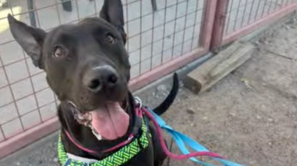 Illustration : Alors qu'il &eacute;tait sur le point d'&ecirc;tre euthanasi&eacute;, ce chien incompris re&ccedil;oit une nouvelle &agrave; temps qui lui sauve la vie