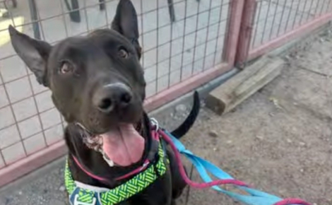 Alors qu'il était sur le point d'être euthanasié, ce chien incompris reçoit une nouvelle à temps qui lui sauve la vie