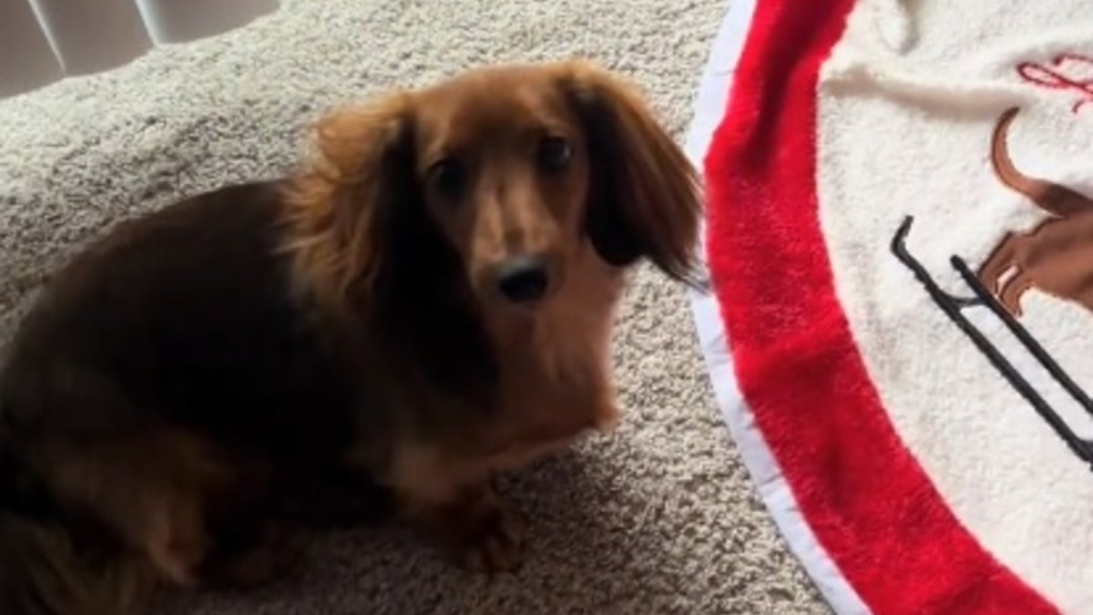 Illustration : "Chaque soir, cette chienne répète un rituel adorable avec ses jouets et apporte ses os à mâcher au milieu du salon et vérifie fièrement que ses maîtres l'ont vu (vidéo)"