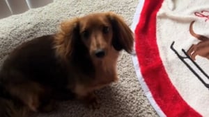 Illustration : Chaque soir, cette chienne répète un rituel adorable avec ses jouets et apporte ses os à mâcher au milieu du salon et vérifie fièrement que ses maîtres l'ont vu (vidéo)