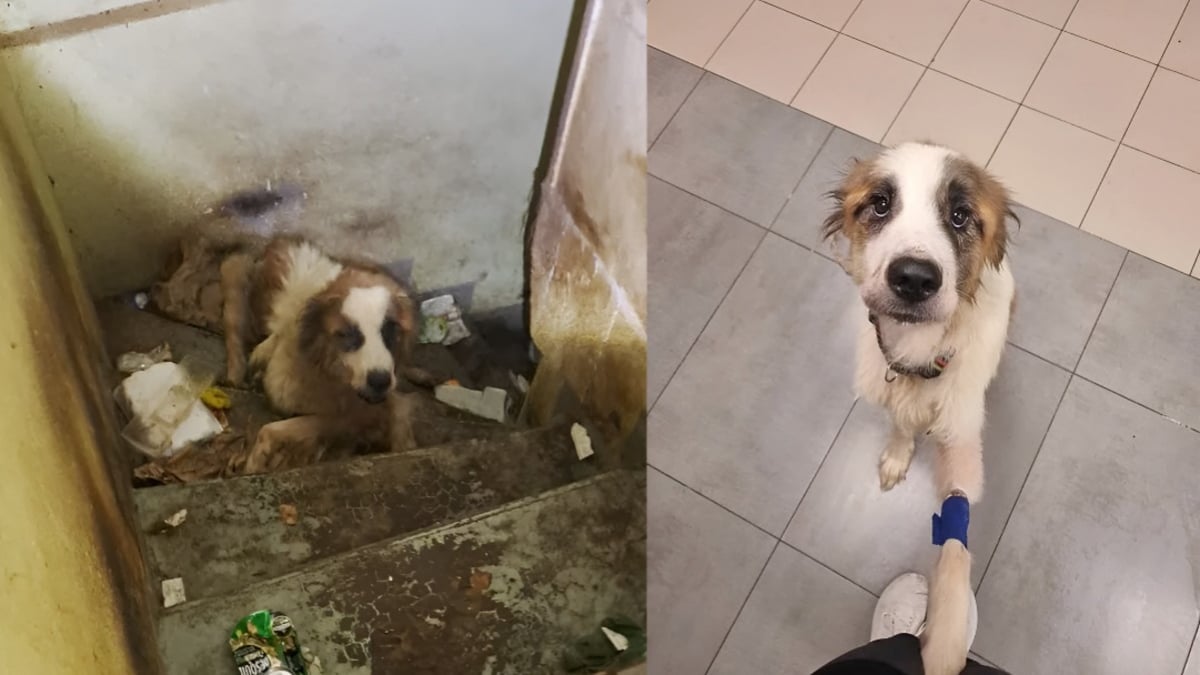 Illustration : "« On a l’impression qu’elle nous remercie de l’avoir sauvée à temps », une chienne Saint-Bernard squelettique est secourue d'une cave sombre"