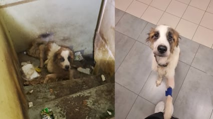 Illustration : &laquo; On a l&rsquo;impression qu&rsquo;elle nous remercie de l&rsquo;avoir sauv&eacute;e &agrave; temps &raquo;, une chienne Saint-Bernard squelettique est secourue d'une cave sombre