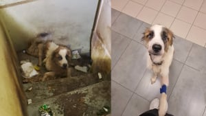 Illustration : "« On a l’impression qu’elle nous remercie de l’avoir sauvée à temps », une chienne Saint-Bernard squelettique est secourue d'une cave sombre"