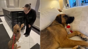 Illustration : Lors de sa promenade, un chien retrouve son amie et reçoit un petit présent qui rend ses soirées spéciales (vidéo)